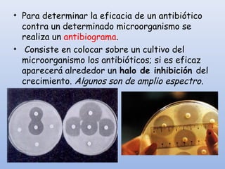 • Para determinar la eficacia de un antibiótico
contra un determinado microorganismo se
realiza un antibiograma.
• Consiste en colocar sobre un cultivo del
microorganismo los antibióticos; si es eficaz
aparecerá alrededor un halo de inhibición del
crecimiento. Algunos son de amplio espectro.
 