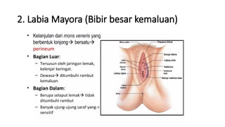 anatomi-dan-fisiologi-alat-reproduksi-wanita-struktur-dan-fungsi-pptx
