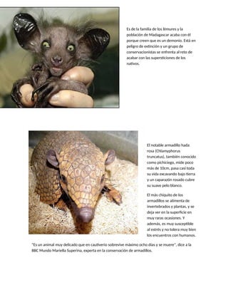 Es de la familia de los lémures y la
población de Madagascar acaba con él
porque creen que es un demonio. Está en
peligro de extinción y un grupo de
conservacionistas se enfrenta al reto de
acabar con las supersticiones de los
nativos.
El notable armadillo hada
rosa (Chlamyphorus
truncatus), también conocido
como pichiciego, mide poco
más de 10cm, pasa casi toda
su vida excavando bajo tierra
y un caparazón rosado cubre
su suave pelo blanco.
El más chiquito de los
armadillos se alimenta de
invertebrados y plantas, y se
deja ver en la superficie en
muy raras ocasiones. Y
además, es muy susceptible
al estrés y no tolera muy bien
los encuentros con humanos.
"Es un animal muy delicado que en cautiverio sobrevive máximo ocho días y se muere", dice a la
BBC Mundo Mariella Superina, experta en la conservación de armadillos.
 