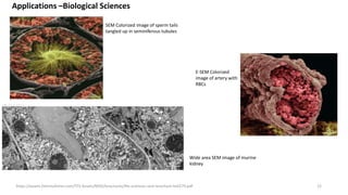Applications –Biological Sciences
SEM Colorized image of sperm tails
tangled up in seminiferous tubules
E-SEM Colorized
image of artery with
RBCs
Wide area SEM image of murine
kidney
https://assets.thermofisher.com/TFS-Assets/MSD/brochures/life-sciences-sem-brochure-br0179.pdf 12
 