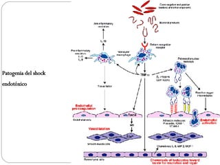 Patogenia del shock endotóxico Bacterias gramnegativas y grampositivas y otros microorganismos Productos bacterianos Mediadores antiinflamatorios Mediadores proinflamatorios Receptor de reconocimiento de tipo Factor tisular Leucocito polimorfonuclear Procoagulación endotelial Activación endotelial Quimiotaxis local de leucocitos para los procesos de resolución y reparación Células musculares lisas Células parenquimatosas Vasodilatación Intermediarios de oxígeno reactivo 