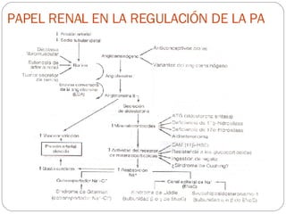 PAPEL RENAL EN LA REGULACIÓN DE LA PA 