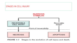 CELL INJURY | PDF