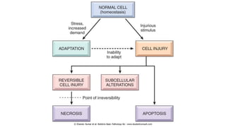 CELL INJURY | PDF