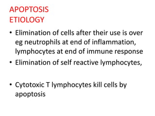 APOPTOSIS
ETIOLOGY
• Elimination of cells after their use is over
eg neutrophils at end of inflammation,
lymphocytes at end of immune response
• Elimination of self reactive lymphocytes,
• Cytotoxic T lymphocytes kill cells by
apoptosis
 