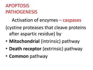 APOPTOSIS
PATHOGENESIS
Activation of enzymes – caspases
(cystine proteases that cleave proteins
after aspartic residue) by
• Mitochondrial (intrinsic) pathway
• Death receptor (extrinsic) pathway
• Common pathway
 