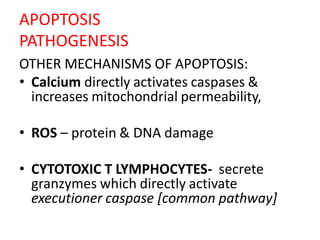 APOPTOSIS
PATHOGENESIS
OTHER MECHANISMS OF APOPTOSIS:
• Calcium directly activates caspases &
increases mitochondrial permeability,
• ROS – protein & DNA damage
• CYTOTOXIC T LYMPHOCYTES- secrete
granzymes which directly activate
executioner caspase [common pathway]
 