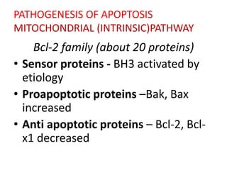 PATHOGENESIS OF APOPTOSIS
MITOCHONDRIAL (INTRINSIC)PATHWAY
Bcl-2 family (about 20 proteins)
• Sensor proteins - BH3 activated by
etiology
• Proapoptotic proteins –Bak, Bax
increased
• Anti apoptotic proteins – Bcl-2, Bcl-
x1 decreased
 