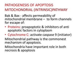 PATHOGENESIS OF APOPTOSIS
MITOCHONDRIAL (INTRINSIC)PATHWAY
Bak & Bax - affects permeability of
mitochondrial membrane – to form channels
for escape of:
• Proteins: proapoptotic & inhibitors of anti
apoptotic factors in cytoplasm
• Cytochrome C: activate caspase 9 (initiator)
Mitochondrial pathway is the commonest
mechanism of apoptosis.
Mitochondria have important role in both
necrosis & apoptosis
 