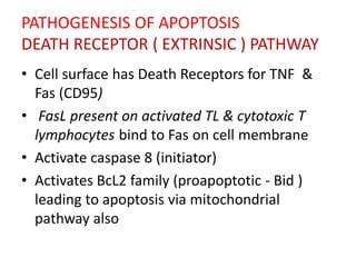 PATHOGENESIS OF APOPTOSIS
DEATH RECEPTOR ( EXTRINSIC ) PATHWAY
• Cell surface has Death Receptors for TNF &
Fas (CD95)
• FasL present on activated TL & cytotoxic T
lymphocytes bind to Fas on cell membrane
• Activate caspase 8 (initiator)
• Activates BcL2 family (proapoptotic - Bid )
leading to apoptosis via mitochondrial
pathway also
 