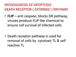 PATHOGENESIS OF APOPTOSIS
DEATH RECEPTOR ( EXTRINSIC ) PATHWAY
• FLIP – anti caspase, blocks DR pathway,
viruses produce FLIP like chemical to
ensure cell survival of infected cells
• Death receptor pathway is used for
removal of cells by cytotoxic TL & self
reactive TL
 