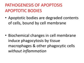 PATHOGENESIS OF APOPTOSIS
APOPTOTIC BODIES
• Apoptotic bodies are degraded contents
of cells, bound by cell membrane
• Biochemical changes in cell membrane
induce phagocytosis by tissue
macrophages & other phagocytic cells
without inflammation
 