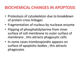 BIOCHEMICAL CHANGES IN APOPTOSIS
• Proteolysis of cytoskeleton due to breakdown
of protein cross linkages
• Fragmentation of nucleus by nuclease enzyme
• Flipping of phosphatidylserine from inner
surface of cell membrane to outer surface of
membrane , this attracts phagocytic cells
• In some cases trombospondin appears on
surface of apoptotic bodies , this attracts
phagocytes
 