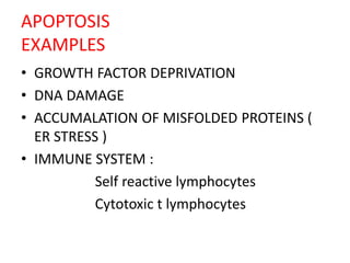 APOPTOSIS
EXAMPLES
• GROWTH FACTOR DEPRIVATION
• DNA DAMAGE
• ACCUMALATION OF MISFOLDED PROTEINS (
ER STRESS )
• IMMUNE SYSTEM :
Self reactive lymphocytes
Cytotoxic t lymphocytes
 