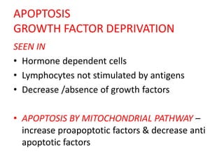 APOPTOSIS
GROWTH FACTOR DEPRIVATION
SEEN IN
• Hormone dependent cells
• Lymphocytes not stimulated by antigens
• Decrease /absence of growth factors
• APOPTOSIS BY MITOCHONDRIAL PATHWAY –
increase proapoptotic factors & decrease anti
apoptotic factors
 