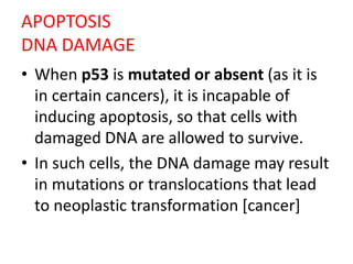 APOPTOSIS
DNA DAMAGE
• When p53 is mutated or absent (as it is
in certain cancers), it is incapable of
inducing apoptosis, so that cells with
damaged DNA are allowed to survive.
• In such cells, the DNA damage may result
in mutations or translocations that lead
to neoplastic transformation [cancer]
 