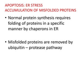 APOPTOSIS: ER STRESS
ACCUMULATION OF MISFOLDED PROTEINS
• Normal protein synthesis requires
folding of proteins in a specific
manner by chaperons in ER
• Misfolded proteins are removed by
ubiquitin – protease pathway
 