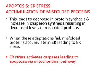 APOPTOSIS: ER STRESS
ACCUMULATION OF MISFOLDED PROTEINS
• This leads to decrease in protein synthesis &
increase in chaperon synthesis resulting in
decreased levels of misfolded proteins
• When these adaptations fail, misfolded
proteins accumulate in ER leading to ER
stress
• ER stress activates caspases leading to
apoptosis via mitochondrial pathway
 