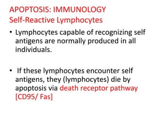 APOPTOSIS: IMMUNOLOGY
Self-Reactive Lymphocytes
• Lymphocytes capable of recognizing self
antigens are normally produced in all
individuals.
• If these lymphocytes encounter self
antigens, they (lymphocytes) die by
apoptosis via death receptor pathway
[CD95/ Fas]
 