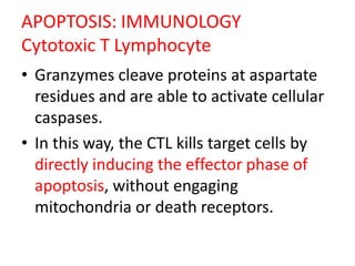 APOPTOSIS: IMMUNOLOGY
Cytotoxic T Lymphocyte
• Granzymes cleave proteins at aspartate
residues and are able to activate cellular
caspases.
• In this way, the CTL kills target cells by
directly inducing the effector phase of
apoptosis, without engaging
mitochondria or death receptors.
 