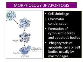 MORPHOLOGY 0F APOPTOSIS
• Cell shrinkage
• Chromatin
condensation
• Formation of
cytoplasmic blebs
and apoptotic bodies
• Phagocytosis of
apoptotic cells or cell
bodies usually by
macrophages.
 