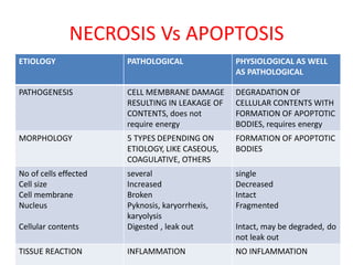 NECROSIS Vs APOPTOSIS
ETIOLOGY PATHOLOGICAL PHYSIOLOGICAL AS WELL
AS PATHOLOGICAL
PATHOGENESIS CELL MEMBRANE DAMAGE
RESULTING IN LEAKAGE OF
CONTENTS, does not
require energy
DEGRADATION OF
CELLULAR CONTENTS WITH
FORMATION OF APOPTOTIC
BODIES, requires energy
MORPHOLOGY 5 TYPES DEPENDING ON
ETIOLOGY, LIKE CASEOUS,
COAGULATIVE, OTHERS
FORMATION OF APOPTOTIC
BODIES
No of cells effected
Cell size
Cell membrane
Nucleus
Cellular contents
several
Increased
Broken
Pyknosis, karyorrhexis,
karyolysis
Digested , leak out
single
Decreased
Intact
Fragmented
Intact, may be degraded, do
not leak out
TISSUE REACTION INFLAMMATION NO INFLAMMATION
 