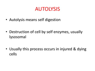 AUTOLYSIS
• Autolysis means self digestion
• Destruction of cell by self enzymes, usually
lysosomal
• Usually this process occurs in injured & dying
cells
 