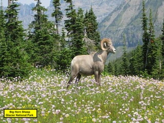 Big Horn Sheep Glacier National Park 
