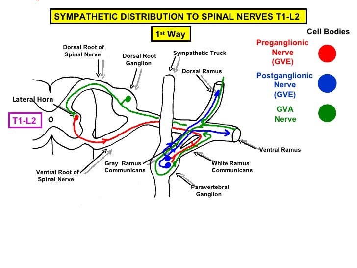 Pa 2010 peripheral nervous system