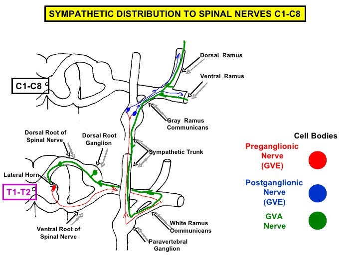 Pa 2010 peripheral nervous system