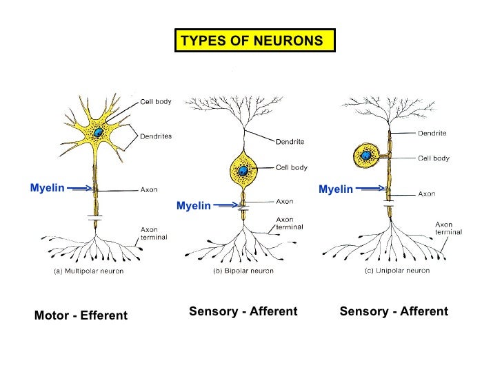 neuron types