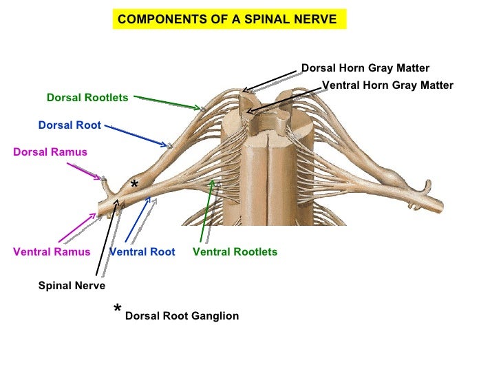 Pa 2010 peripheral nervous system