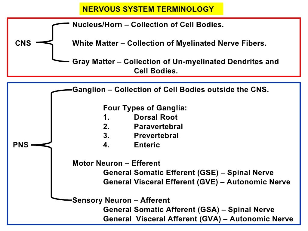 Pa 2010 peripheral nervous system