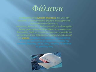 Φάλαινα
Οι φάλαινες είναι Κητώδη θηλαστικά που ζουν στη
θάλασσα. Η κοινή ονομασία φάλαινα περιλαμβάνει τα
θηλαστικά που ανήκουν στις
οικογένειες Φαλαινίδες, Φαλαινοπτερίδες και Φυσητηρίδες
. Τα πιο χαρακτηριστικά είδη ανήκουν στην οικογένεια
Φαλαινίδες. Παρά το γεγονός ότι έχουν την ανατομία και
τα γνωρίσματα των θηλαστικών, η μορφή τους είναι αυτή
του ψαριού. Ο αριθμός των φαλαινών έχει μειωθεί και
πολλά είδη απειλούνται με εξαφάνιση, εξαιτίας της
εντατικής θήρευσης, για το λίπος , το κρέας, τα οστά και
τις μπαλένες τους
 