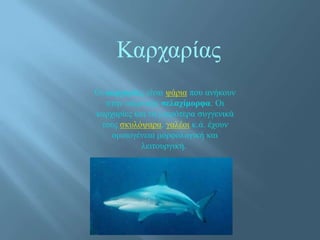 Καρχαρίας
Οι καρχαρίες είναι ψάρια που ανήκουν
στην υπέρταξη σελαχίμορφα. Οι
καρχαρίες και τα μικρότερα συγγενικά
τους σκυλόψαρα, γαλέοι κ.ά. έχουν
ομοιογένεια μορφολογική και
λειτουργική.
 