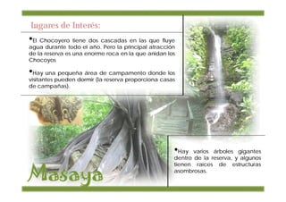 Lugares de Interés:
•El Chocoyero tiene dos cascadas en las que fluye
agua durante todo el año. Pero la principal atracción
de la reserva es una enorme roca en la que anidan los
Chocoyos

•Hay una pequeña área de campamento donde los
visitantes pueden dormir (la reserva proporciona casas
de campañas).




                                                     •Hay   varios árboles gigantes
                                                     dentro de la reserva, y algunos
                                                     tienen raíces de estructuras
                                                     asombrosas.
 