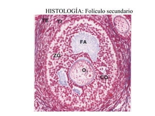 HISTOLOGÍA: Folículo secundario 