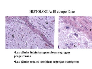 HISTOLOGÍA: El cuerpo lúteo Las células luteínicas granulosas segregan progesterona Las células tecales luteínicas segregan estrógenos 