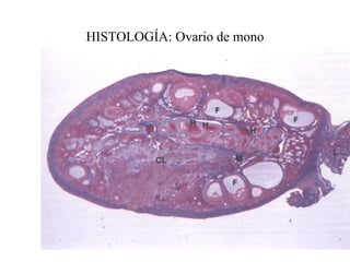 HISTOLOGÍA: Ovario de mono 