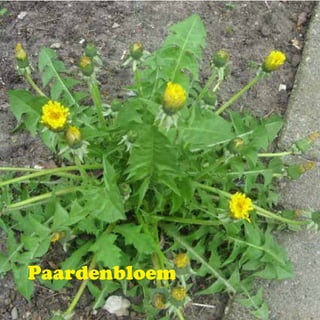 Paardenbloem
 