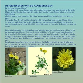 Determineren van de paardenbloem
Is het een paardenbloem?
Je komt zoveel verschillende gele bloemetjes tegen en hoe weet je dat je de juiste
bloem plukt. Hep je daar hulp bij nodig dan kan je verschillende sites op internet
raadplegen
Als het gaat om de bloemen die lijken op paardenbloem kom je wel heel veel te-
gen.
Hieronder laat ik wat kruiden zien die echt wel veel op een paardenbloem lijkt.
Je hebt de melkdistel die je kunt herkennen aan de stekelige bladeren. de vorm
van de blaadjes zijn verschillend bij een muizenoor en ook zijn de bladeren smal en
rond.
Bij streepjesbloem zie je de gekartelde uiteinde van het blad dat verschil is met de
gewone paardenbloem. Zo moet je goed uitkijken of je een echte paardenbloem
in je handen hebt. Leeuwentand is ook een mooi geel bloemetje met Er zijn goede
websites die je dat precies kunnen zeggen. Voor het determineren kan je het beste
een foto maken van de bloem en van het blad - zo kan je de bloem beter herken-
nen.
Heb je geen zekerheid over de plant dan is het belangrijk dat je voorzichtig bent
om er thee van te maken. De plantjes kunnen een andere samenstelling hebben en
kan anders op de mensen reageren.
melkdistel muizenoor
streepjesbloem
 