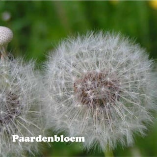 Paardenbloem
 