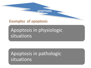 APOPTOSIS
Apoptosis in physiologic
situations
Apoptosis in pathologic
situations
 