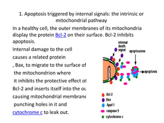 1. Apoptosis triggered by internal signals: the intrinsic or
mitochondrial pathway
In a healthy cell, the outer membranes of its mitochondria
display the protein Bcl-2 on their surface. Bcl-2 inhibits
apoptosis.
Internal damage to the cell
causes a related protein
, Bax, to migrate to the surface of
the mitochondrion where
it inhibits the protective effect of
Bcl-2 and inserts itself into the outer
causing mitochondrial membrane
punching holes in it and
cytochrome c to leak out.
 