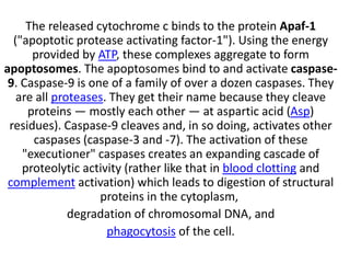 The released cytochrome c binds to the protein Apaf-1
("apoptotic protease activating factor-1"). Using the energy
provided by ATP, these complexes aggregate to form
apoptosomes. The apoptosomes bind to and activate caspase-
9. Caspase-9 is one of a family of over a dozen caspases. They
are all proteases. They get their name because they cleave
proteins — mostly each other — at aspartic acid (Asp)
residues). Caspase-9 cleaves and, in so doing, activates other
caspases (caspase-3 and -7). The activation of these
"executioner" caspases creates an expanding cascade of
proteolytic activity (rather like that in blood clotting and
complement activation) which leads to digestion of structural
proteins in the cytoplasm,
degradation of chromosomal DNA, and
phagocytosis of the cell.
 