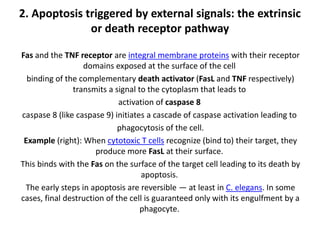 2. Apoptosis triggered by external signals: the extrinsic
or death receptor pathway
Fas and the TNF receptor are integral membrane proteins with their receptor
domains exposed at the surface of the cell
binding of the complementary death activator (FasL and TNF respectively)
transmits a signal to the cytoplasm that leads to
activation of caspase 8
caspase 8 (like caspase 9) initiates a cascade of caspase activation leading to
phagocytosis of the cell.
Example (right): When cytotoxic T cells recognize (bind to) their target, they
produce more FasL at their surface.
This binds with the Fas on the surface of the target cell leading to its death by
apoptosis.
The early steps in apoptosis are reversible — at least in C. elegans. In some
cases, final destruction of the cell is guaranteed only with its engulfment by a
phagocyte.
 