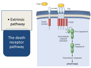 The death
receptor
pathway
• Extrinsic
pathway
 