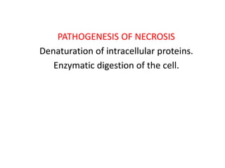 PATHOGENESIS OF NECROSIS
Denaturation of intracellular proteins.
Enzymatic digestion of the cell.
 