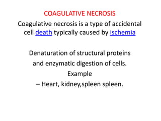 COAGULATIVE NECROSIS
Coagulative necrosis is a type of accidental
cell death typically caused by ischemia
Denaturation of structural proteins
and enzymatic digestion of cells.
Example
– Heart, kidney,spleen spleen.
 