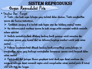 Sistem Reproduksi

Organ Reproduksi Pria

• Sturkur Dan Fungsi

 Testis : dua buah organ kelenjar yang terletak dalam skrotum. Testis menghasilkan
sperma dan hormon testosteron.
 Epididimis :panjang 6 m terletk pada bagian atas dan balakang masing2 testes
 Vas deferens:untuk membawa sperma ke arah rongga pelvis mencapai vesikula seminalis
selama ejakulasi
 Vesikula seminalis:terlatak dblakang kandung kemih gunanya untuk menerima dan
menyimpan sperma yang berasal dari vas deferens,fungsinya memberi nutrisi pada cairan
seminal
 Kelenjer prostat:terletak dibawah kandung kemih,mengelilingi uretra,kelenjer ini
menghasilkan cairan yang berfungsi meningkatkan kemampuan sperma untuk bergerak dalam
cairan seminal
 Penis:terdiri dari jaringan khusus yangdapat terisi darah,agar dapat membesar dan
mengeras sehingga dapat memasuki vagina untuk mengeluarkan cairan seminal,penis di tutupi
oleh kulit tipis dan longgar

 